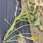 芋掘りに向けて！～定植編～みんな大好き！サツマイモ