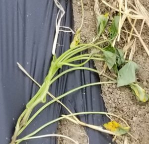 芋掘りに向けて！～定植編～みんな大好き！サツマイモ