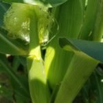 ヤングコーン?ベビーコーン?