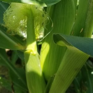 ヤングコーン?ベビーコーン?