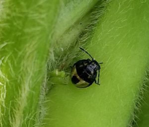 テントウムシ??