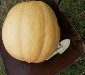 コンテストカボチャ2019