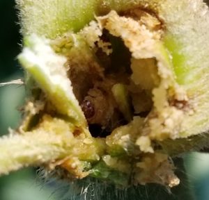 アワノメイガとかくれんぼ