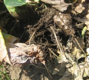 ブロッコリーのこぶ