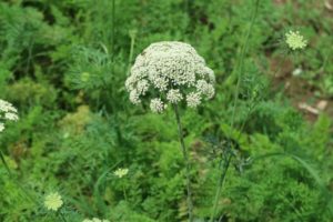 ニンジンでブーケを作ろう!