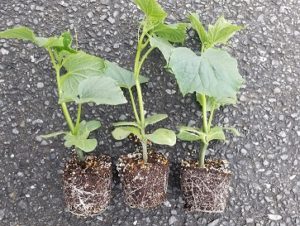 ブルームレスきゅうり