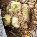 小ニンニク！？地中編