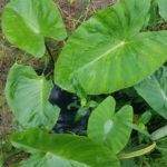 はじける水滴！展着剤！