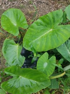 はじける水滴！展着剤！