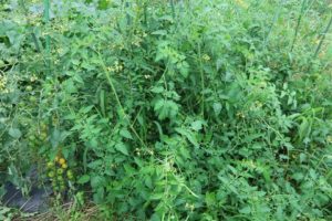 トマト栽培🍅～脇芽除去～