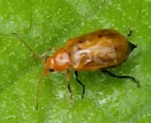 ウリ科の敵！ウリハムシ！！