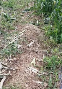 ヘアリーベッチマルチ~その後~