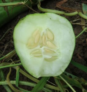 ジャンボキュウリ