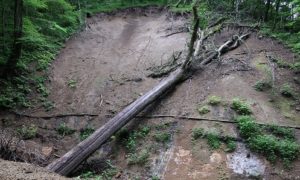 根の力！がけ崩れ