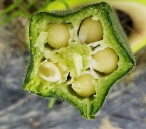 とっても硬いオクラ