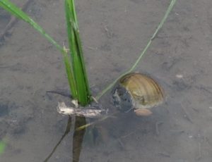 スクミリンゴガイ(ジャンボタニシ) ~被害編~