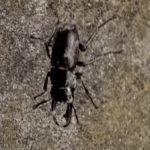 野生~クワガタムシ~