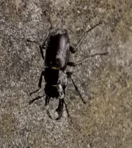 野生～クワガタムシ～