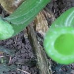 ズッキーニを育てよう！～葉かき～