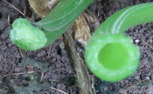 ズッキーニを育てよう！～葉かき～