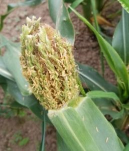 トウモロコシの不思議~タッセルシード~