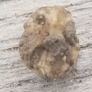 エダマメの愉快な仲間たち～根粒菌～