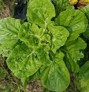 そろそろ収穫!ハクサイ!