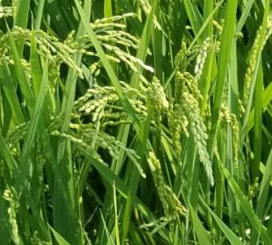 お米を食べよう！～出穂～