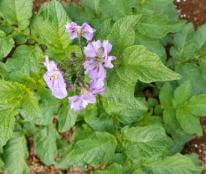 花束を贈ろう～ジャガイモ～