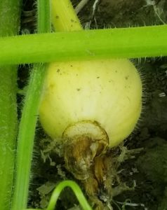 花束を贈ろう！～カボチャ～