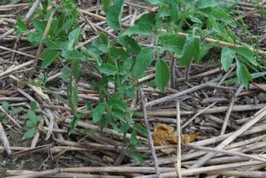 ワイルドトマト～野生化～