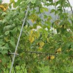 だけじゃない！キュウリ支柱！