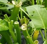 復活!空心菜!