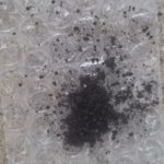 バクチャー栽培トマト~定植~