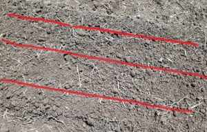 ニンジン~発芽~