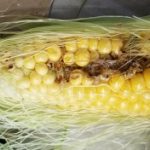 トウモロコシ～獣害～