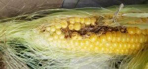 トウモロコシ～獣害～