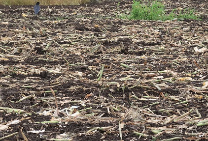 トウモロコシの残骸が目立つ耕耘された畑