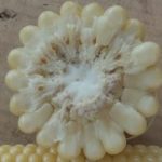 牛も満足！トウモロコシ！～デントコーン～