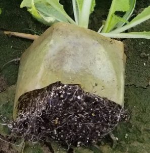 使ってみよう！ペーパーポット！