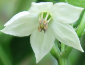 ピーマン～花～