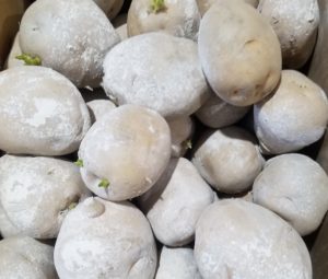 夏じゃがを植えてみよう!