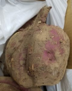 みんな大好き！サツマイモ～マッチョイモ～