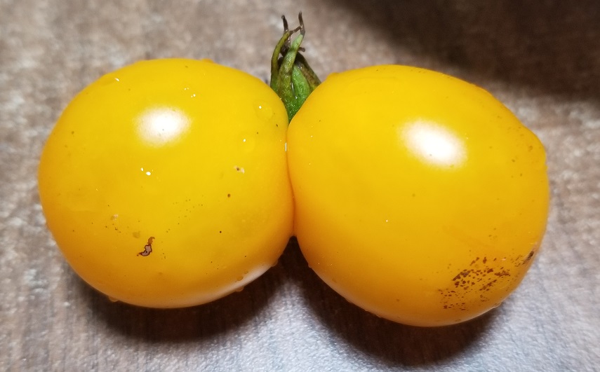 双子トマト