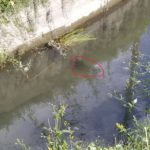 ばら撒くチャー①その後~魚~