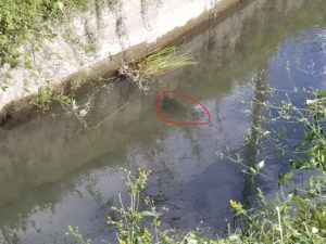 ばら撒くチャー①その後~魚~