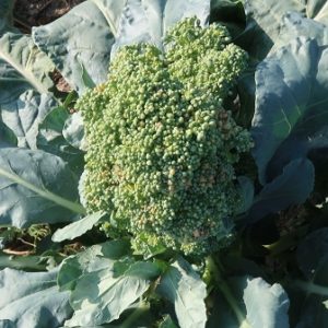 はやすぎたおはよう