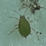 ハクサイ~アブラムシ~