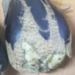 ナスの実
