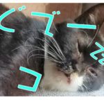 今日のにゃんこ